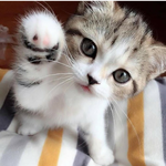 Жұлдызай К.