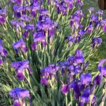 Салтанат С.