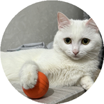 Камила Ә.