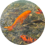 Светлана М.