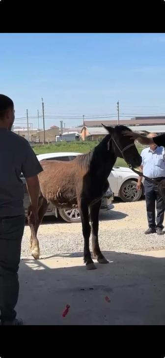 Тай сатылады жағдайы жақсы