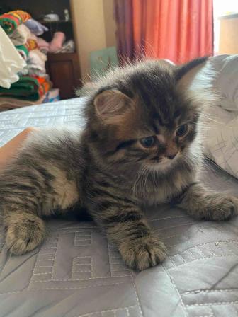 Продам котенка британского
