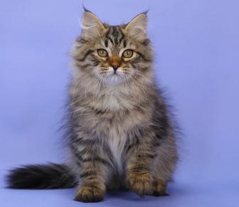 Котенок, сибирской породы