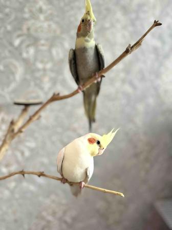 Попугай корелла