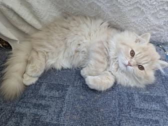 Продам персидского котенка(мальчик)