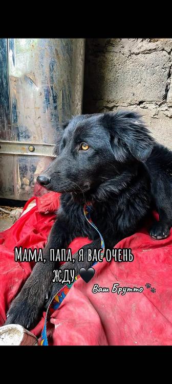 Отдам щенков в хорошие руки