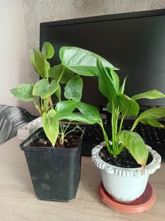 Продам цветы мужское и женское счастье