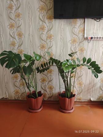 Продам комнатные цветы