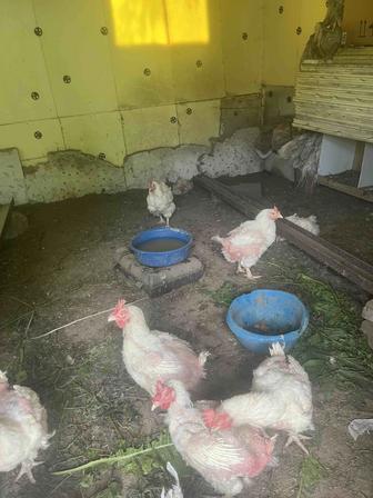 Продам Курей бройлеров