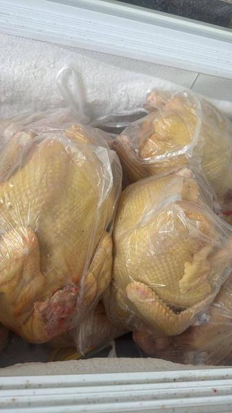 Куры домашние