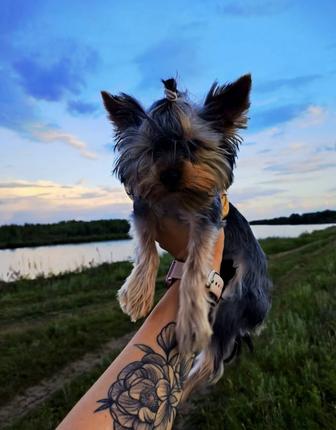 Продается Йоркширский Терьер