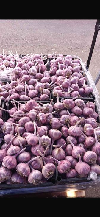 Продам свежий фиолетовый средне-крупный чеснок