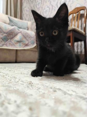 Милые котята ищут себе дом