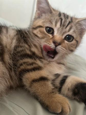 Котята-медвежата