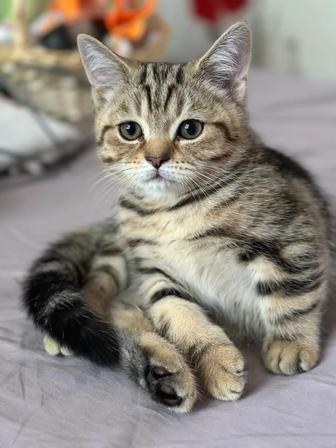 Котята-медвежата
