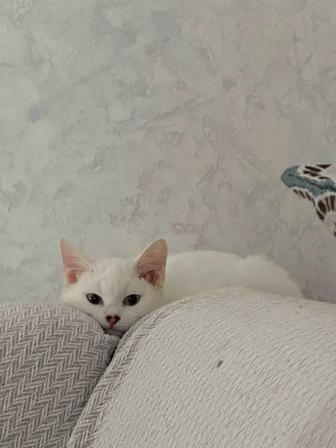 Котик Юки ищет любящих хозяев (6 месяцев)