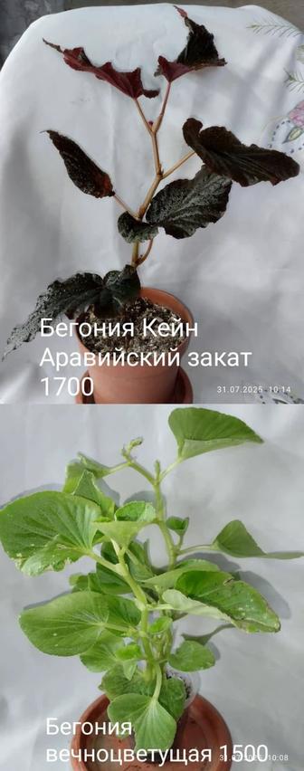 Комнатные бегонии