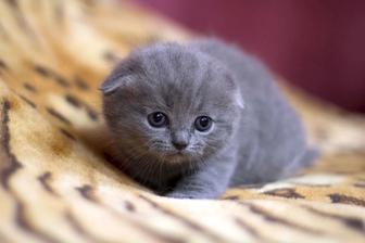 шотландские котята породистые