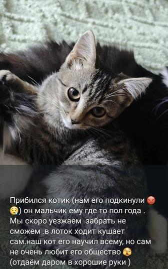 Отдаем котика крысолова