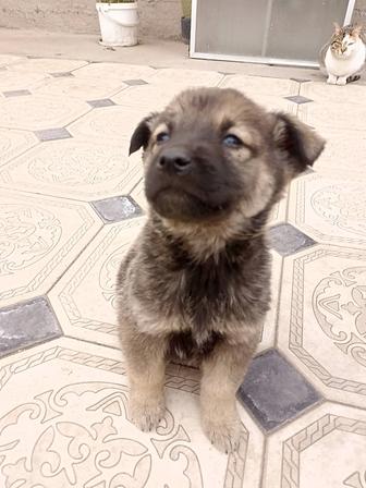 Отдам в щенков в добрые руки