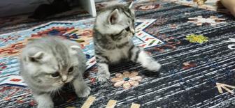 Котята