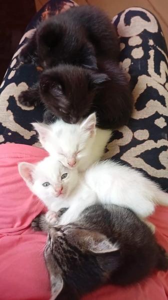 ОТДАМ КОТЯТ