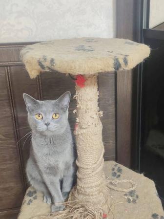 Кошки и коты стерилизованные (потомства не будет)