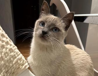 Сиамская кошка. Котенок.