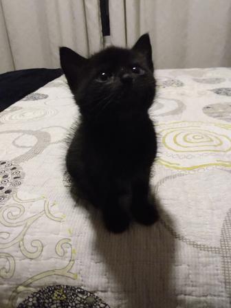 Отдам котенка в добрые руки