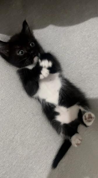Отдам двоих котят срочно