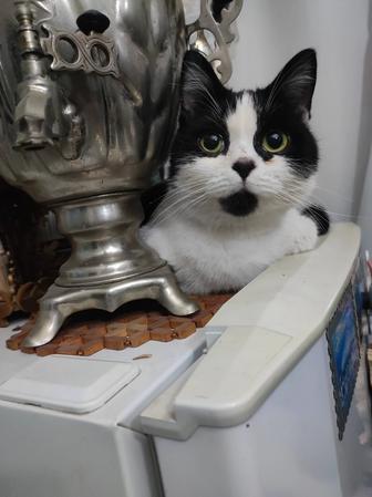 Девочка котенок подросток