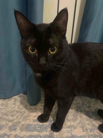 Отдам кота в добрые руки!