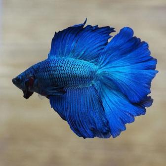 Самцы Петушков (Betta Fish)