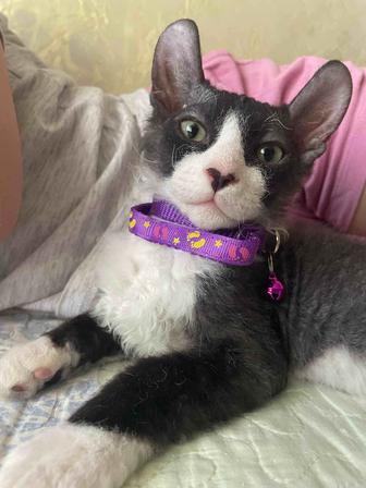 Канадский сфинкс эльф