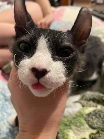 Сфинкс эльф срочно продам