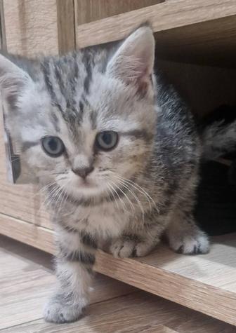 Скоттиш страйт