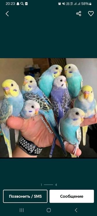 Продам попугай молодые волнистые