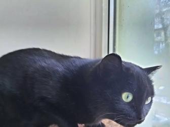 Стерилизованная кошечка