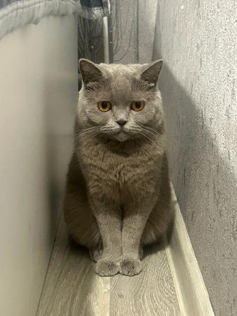 Британская кошка