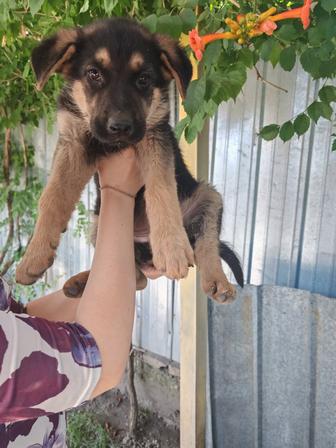 Немецкая овчарка