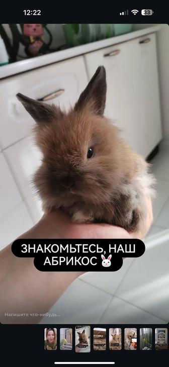 Продам милого декоративного кролика