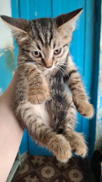 Отдам в добрые руки котят
