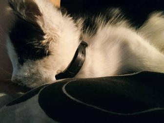 Марғау/Котенок