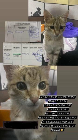 Отдам котенка (девочка, 4 мес) в добрые руки