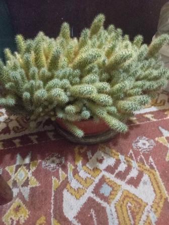 Кактус кактус