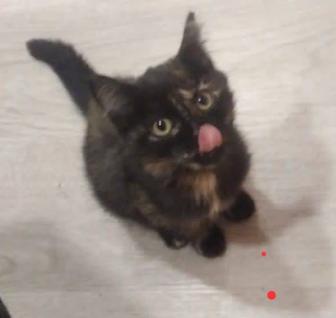 Отдам даром котят