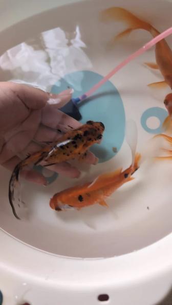 Продам рыбок с аквариумом