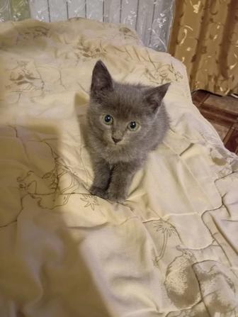Кошки