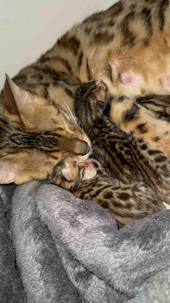 котята бенгалы