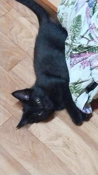 Котята бесплатно